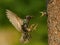 The Common Starling, Sturnus vulgaris is flying with some insect to feed its chick