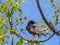 Common starling Sturnus vulgaris. Single birds perching on an a tree branch in a bright April day. Beautiful birds, looking for