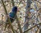 Common starling Sturnus vulgaris. Single birds perching on an a tree branch in a bright April day. Beautiful birds, looking for