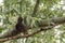 Common starling Sturnus vulgaris. Single birds perching on an a tree branch in a bright ÐœÐ°y day. Beautiful birds, looking for lo