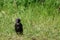 Common starling Sturnus vulgaris. Single birds standing on the grass in a bright ÐœÐ°y day. Beautiful birds, looking for lo