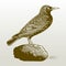 Common starling sturnus vulgaris sitting on a stone