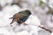 Common Starling - Sturnus vulgaris on a snow covered branch.