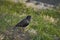 Common Starling (Sturnus vulgaris vulgaris)