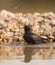 Common Starling taking a bath