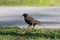 Common starling walking on the ground