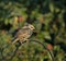 Common Starling in winter plumage