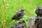 Common starlings in a garden