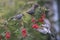 Common starlings sits on a rowan branch. Red rowan berrie in birds` beak. Fieldfare fly to delicious berries.