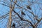 Common starlings sitting on bare branches against the blue sky. Migratory birds just came back home from the warmer countries