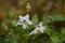 Common stickerweed, Solanum carolinense, horse nettle