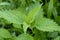 Common stinging nettle growing in the forest