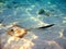 Common stingray in Maldives