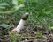 Common stink-horn