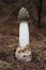 Common stinkhorn