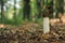 Common stinkhorn fungus (Phallus impudicus)