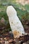 Common stinkhorn (Phallus impudicus)