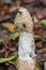 Common stinkhorn, Phallus impudicus