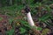 Common stinkhorn Phallus impudicus with flies