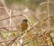 Common Stonechat