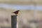 Common Stonechat resting on a wooden post