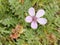 Common Stork`s-bill