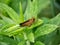 Common straight swift grass skipper on a leaf 2
