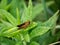 Common straight swift grass skipper on a leaf 3