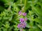 Common straight swift grass skipper on purple flowers 1