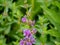 Common straight swift grass skipper on purple flowers 2