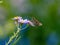 Common straight swift (parnara guttata) perched on aster flowers in Yokohama, Japan