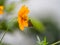 Common straight swift (parnara guttata) perched on golden cosmos flower in Yokohama, Japan