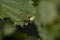 Common stretch spider, long-jawed ore-weaver, Tetragnatha, resting on leaf in sunshine.