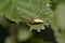 Common stretch spider, long-jawed ore-weaver, Tetragnatha, resting on leaf in sunshine.