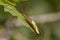 Common stretch spider, long-jawed ore-weaver, Tetragnatha, resting on leaf in sunshine.