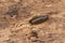 Common Striped Woodlouse - Philoscia muscorum