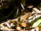 Common Sun Skink, Eutropis multifasciata
