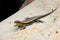 Common sun skink on the floor