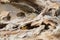 Common sun skink lizard, Eutropis multifasciata,