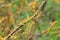 Common Sunburst Lichen on tree bark in the forest. Macro shoot in nature