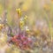 Common sundew in bloom