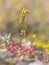 Common sundew wildflower