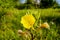 Common sundrops yellow flowers - Latin name - Oenothera fruticosa subsp. glauca