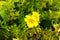Common sundrops yellow flowers - Latin name - Oenothera fruticosa subsp. glauca