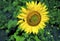 Common Sunflower   47064