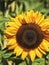 Common Sunflower