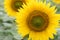 Common sunflower closeup