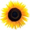 Common Sunflower Flower Head, Isolated Blooming Genus Helianthus