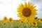 Common Sunflower gargen Helianthus annuus Close-up