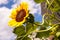 Common sunflower Helianthus